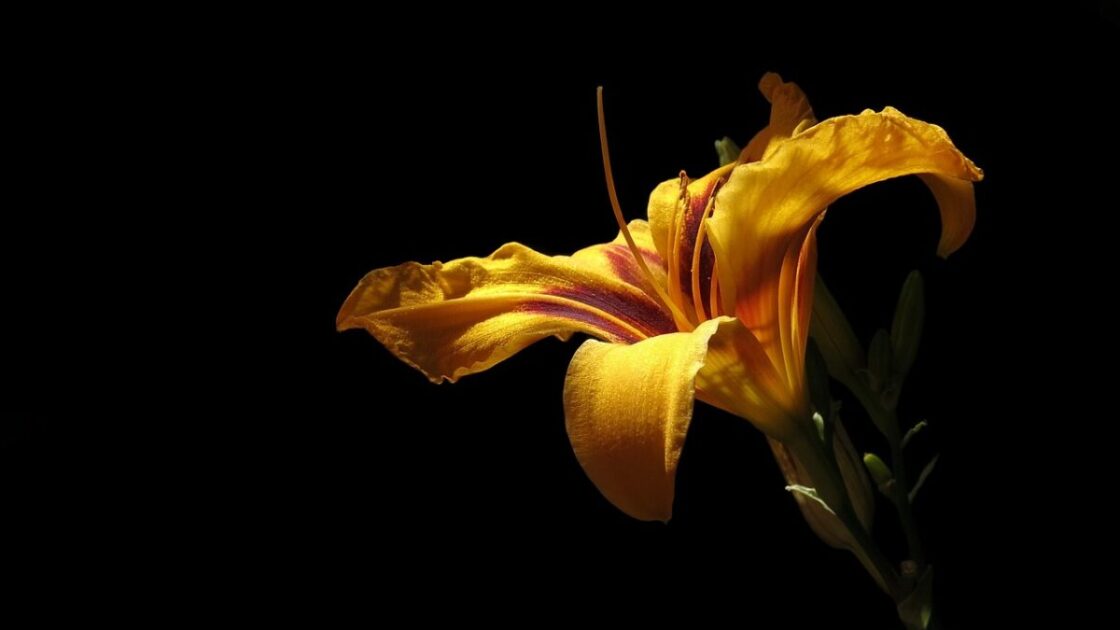 daylily, flower, yellow daylily